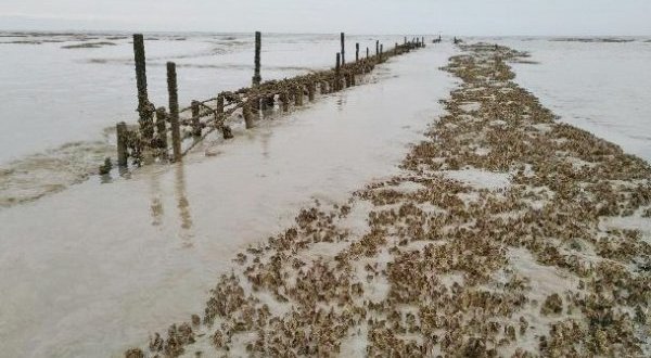 Baie de l’Aiguillon&nbsp;: un chantier unique en Europe pour restaurer les vasières