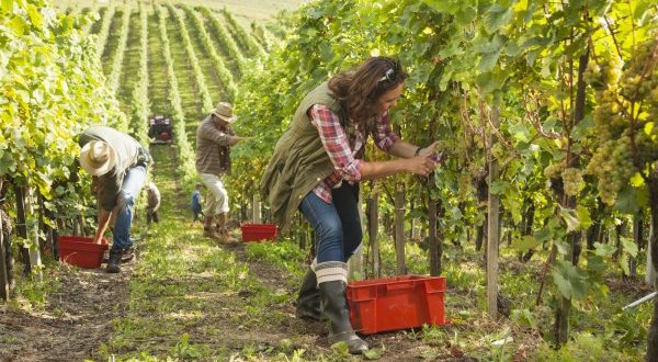 Cumuler vendanges et RSA en Côte d’Or