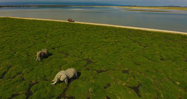 Contribuer à protéger les éléphants du Kenya Contribuer à protéger les éléphants du Kenya
