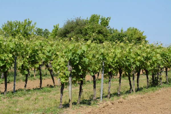 Œnotourisme et développement rural, une conférence mondiale au Portugal les 9 et 10 septembre