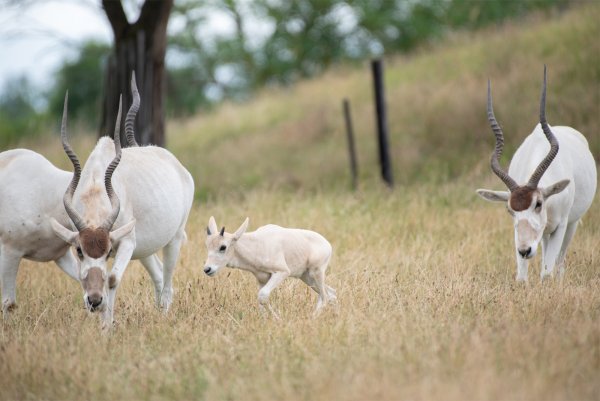 Le Safari de Peaugres contribue à sauver les addax