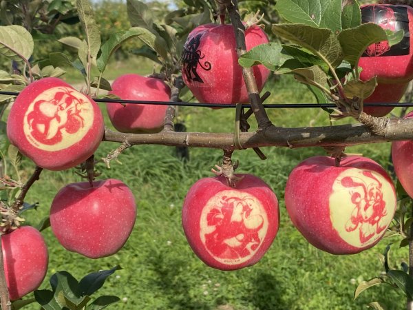 Des pommes marquées dédiées à Astérix pour  la 59e Fête des Jardins et des Saveurs de Laquenexy 